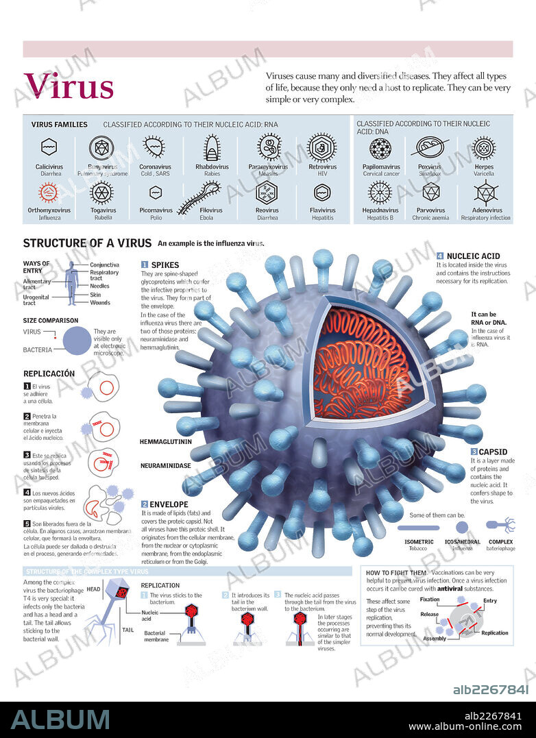 Virus. Infographics of the structure of the influenza virus, the classification of viruses and their replication.