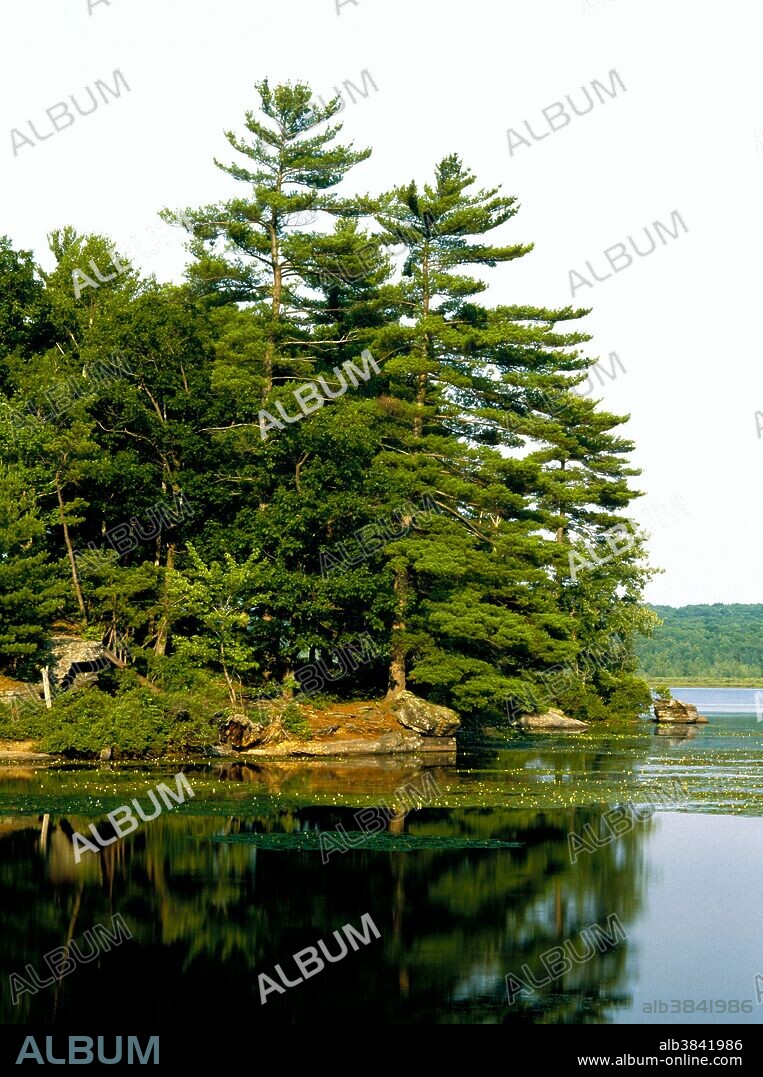 Eastern White Pine, Pinus strobus, growing along the shore of Pecks Pond in Pike County, in Pennsylvania's Pocono Mountains.