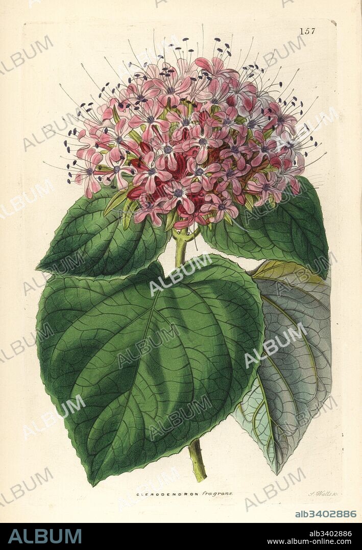Chinese glory bower, Clerodendrum chinense (Fragrant clerodendron, Clerodendron fragrans). Handcoloured copperplate engraving by G. Barclay after Miss Sarah Drake from John Lindley and Robert Sweet's Ornamental Flower Garden and Shrubbery, G. Willis, London, 1854.