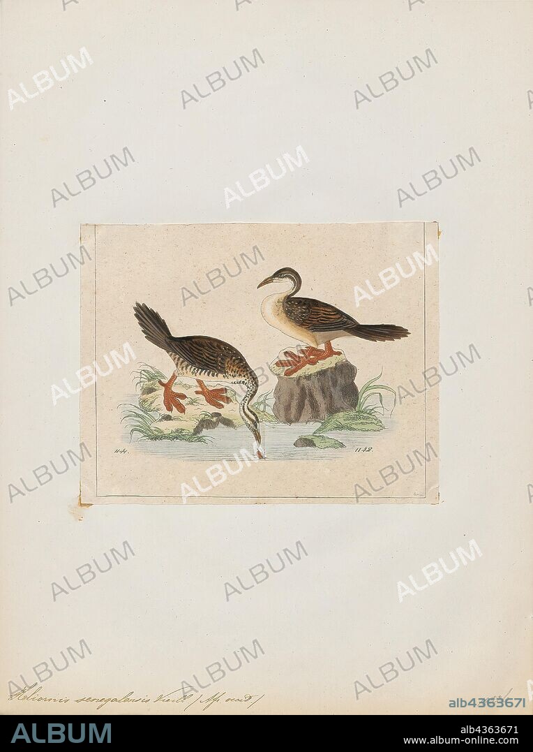 Podica senegalensis, Print, The African finfoot (Podica senegalensis) is an aquatic bird from the family Heliornithidae (the finfoots and sungrebe). The species lives in the rivers and lakes of western, central, and southern Africa., 1820-1863.