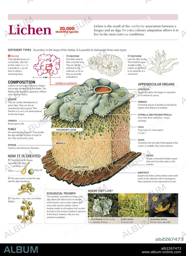 Lichen. Infographics of the classification of lichens, its composition, formation and habitat.