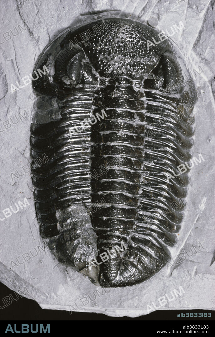 Trilobite (Phacops sp.) fossil from the Devonian Period, Ohio.
