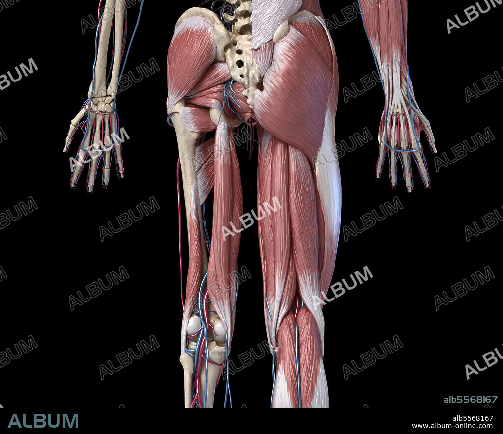 Anatomy of human pelvic bone. Poster for Sale by StocktrekImages