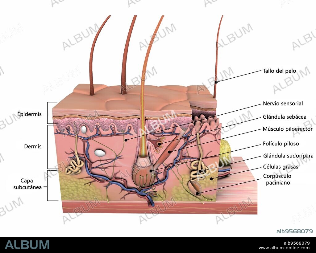 Anatomy of human skin with labels.