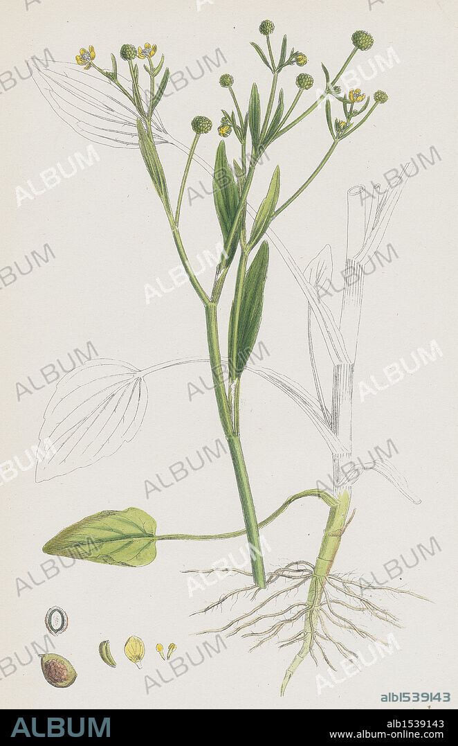 Ranunculus ophioglossifolius; Adder's tongue-leaved Crowfoot.