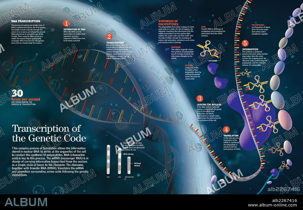 Transcription of the genetic code. Infographics showing the transcription process of the cell nucleus DNA to the organelles through the action of the enzymes and RNA.