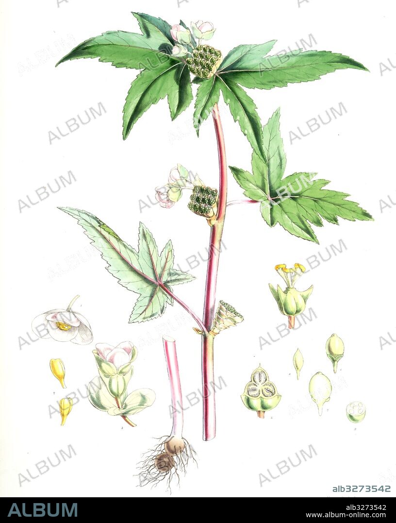 Begonia Gemmipara, H.f. et T., Fitch, W. H. (Walter Hood) (1817-1892), (Engraver), Hooker, Joseph Dalton, Sir (1817-1911), (Author), 1855.