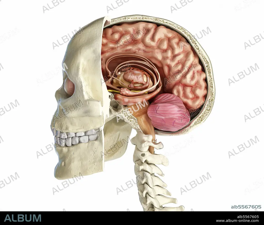 Human skull mid sagittal cross-section with brain. - Album alb5567605