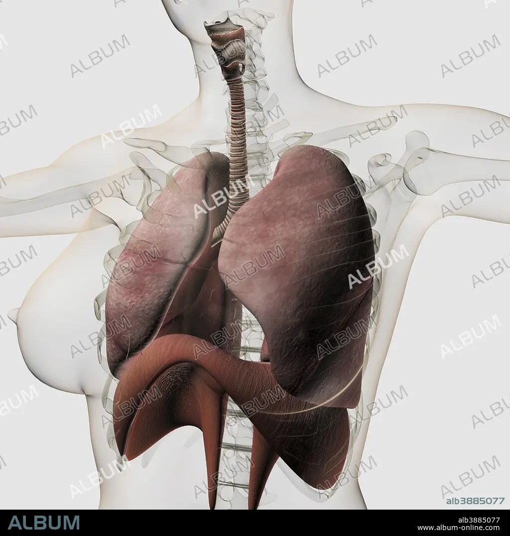 Three dimensional view of female upper back and skeletal system. - Album  alb3882670