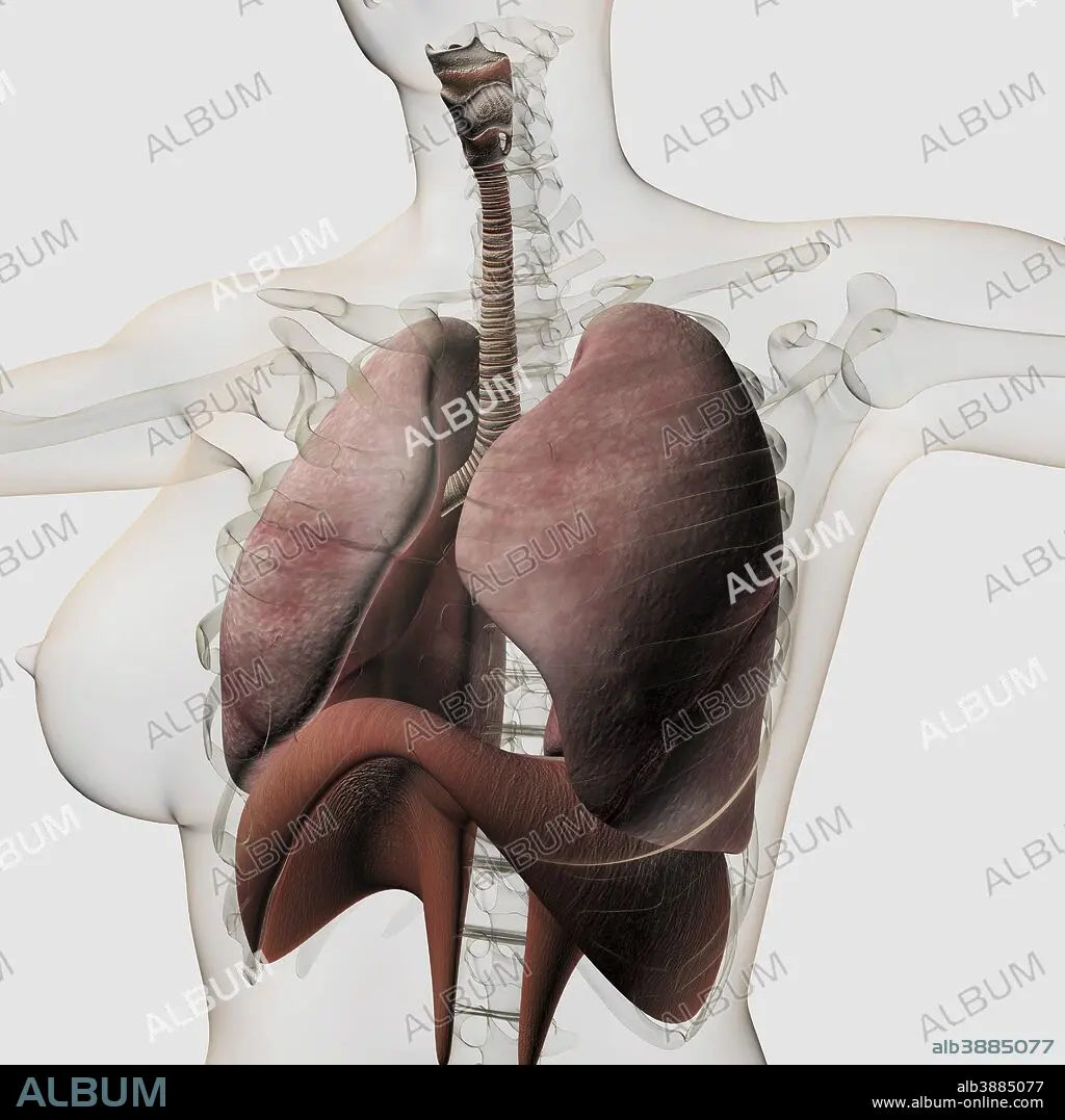 Three dimensional view of the female respiratory system. - Album alb3885077