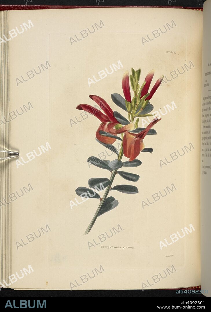 GEORGE COOKE. Templetonia glauca. The Botanical Cabinet, consisting of ...