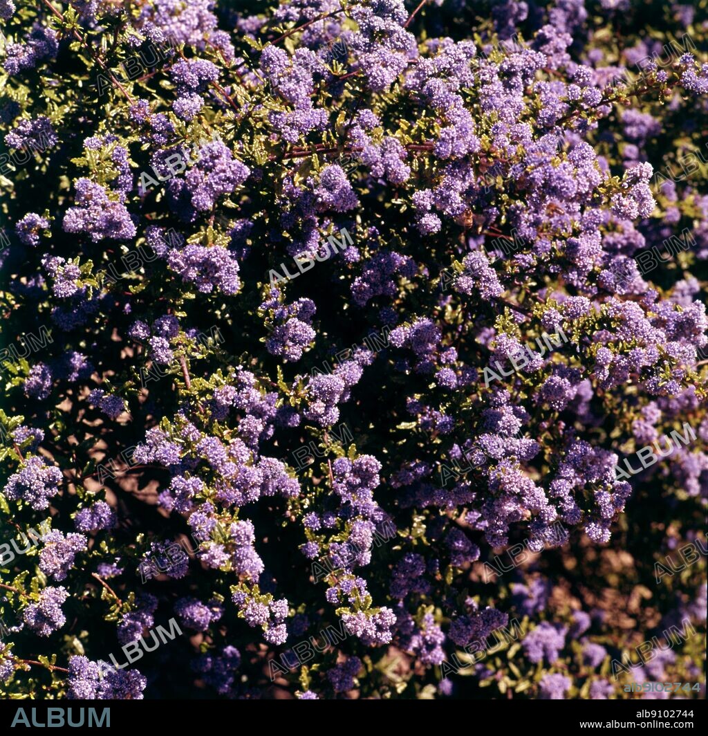 Ceanothus Dentatus. ©TopFoto.