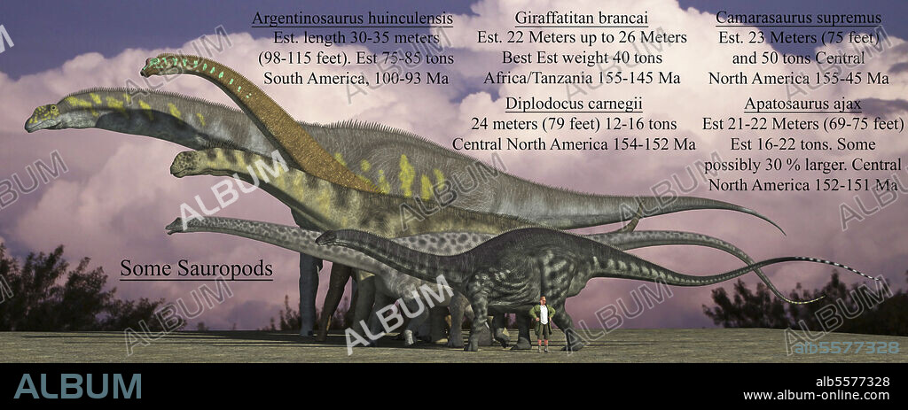 Size reference chart of various sauropods from the Jurassic and Cretaceous periods. Pictured are Argentinosaurus, Giraffatitan, Camarasaurus, Diplodocus and an Apatosaurus.