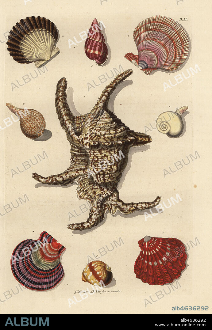 Various mollusc shells: Chiragra spider conch, Harpago chiragra 1, scallops, Pecten species 2-5, whelk, Buccinum undatum 6, Lagena species 7, sea snail, Rapa rapa 8, de ajuinschil shell 9. Handcoloured copperplate engraving by Georg Wolfgang Knorr from his Deliciae Naturae Selectae of Kabinet van Zeldzaamheden der Natuur, Blusse and Son, Nuremberg, 1771.
