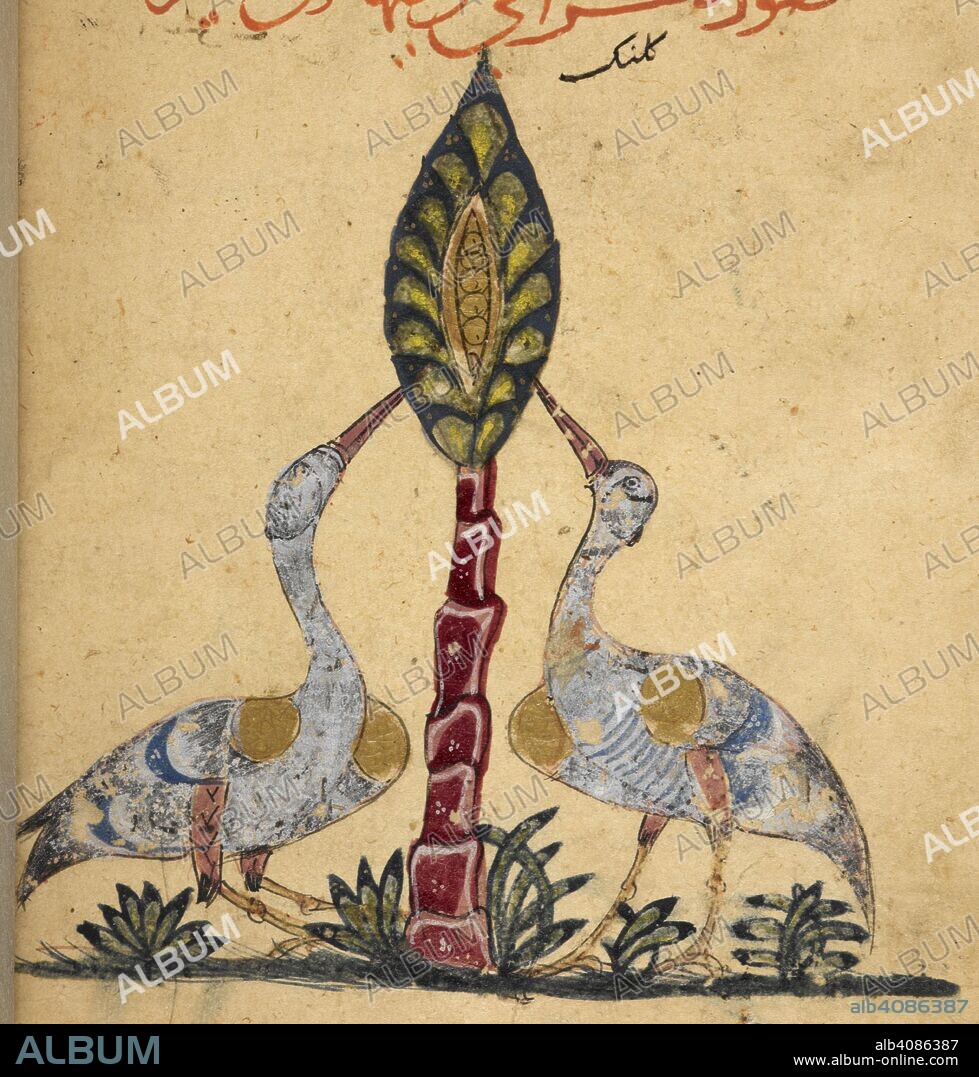 Two cranes. Kitab Na't al-hayawan (book of the characteristics of animals). Middle East, 13th century. A treatise on animals and the medical properties of the various parts of their bodies, compiled from works of Aristotle and Ibn Bakhtishu'. Source: Or. 2784 f.225v. Language: Arabic.