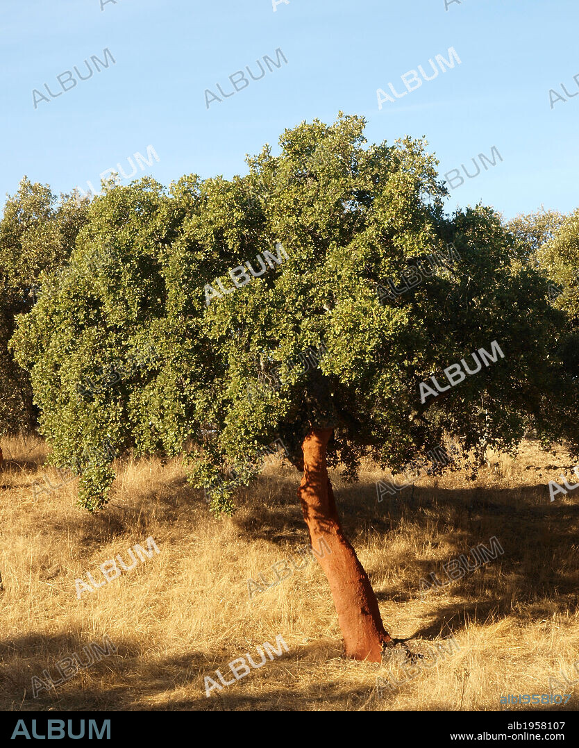 ALCORNOQUE (Quercus suber). Arbol perennifolio de la familia fagáceas. PARQUE NATURAL DE LA SIERRA DE HORNACHUELOS. Provincia de Córdoba. Andalucia. España.