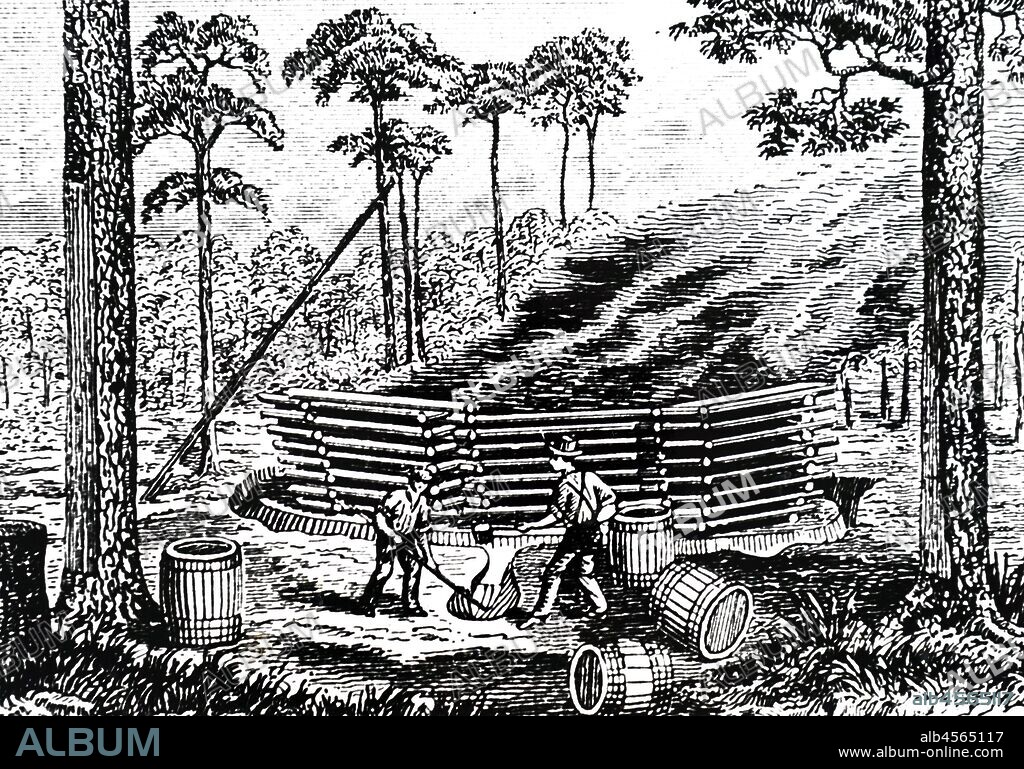 An engraving depicting the process of making turpentine: here dipping is in progress and gum is being collected from buckets on barked portions of pine trees. Dated 19th century.