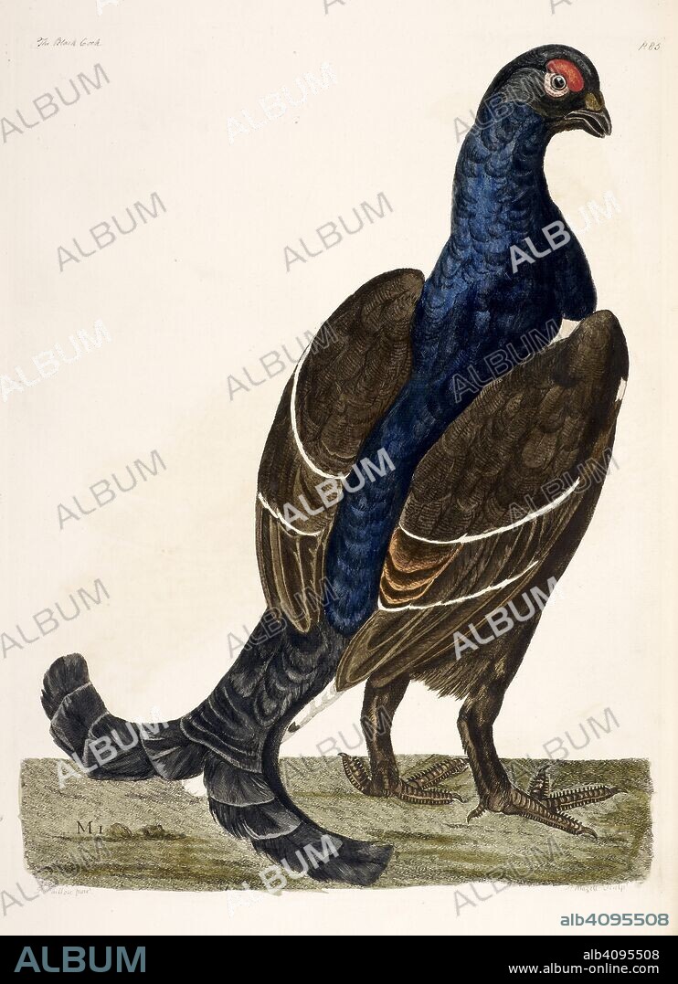 BROWN, THOMAS PENNANT and P MAZELL. The Black Cock. The British Zoology. T.  Pennant; London, 1766. Source: 459.g.1, opposite 84.3. - Album alb4095508