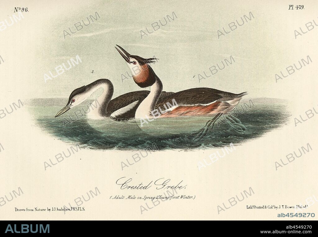Crested Grebe, Great Crested Grebe (Podiceps cristatus), Signed: J.J. Audubon, J.T. Bowen, lithograph, Pl. 479 (vol. 7), Audubon, John James (drawn); Bowen, J. T. (lith.), 1856, John James Audubon: The birds of America: from drawings made in the United States and their territories. New York: Audubon, 1856.