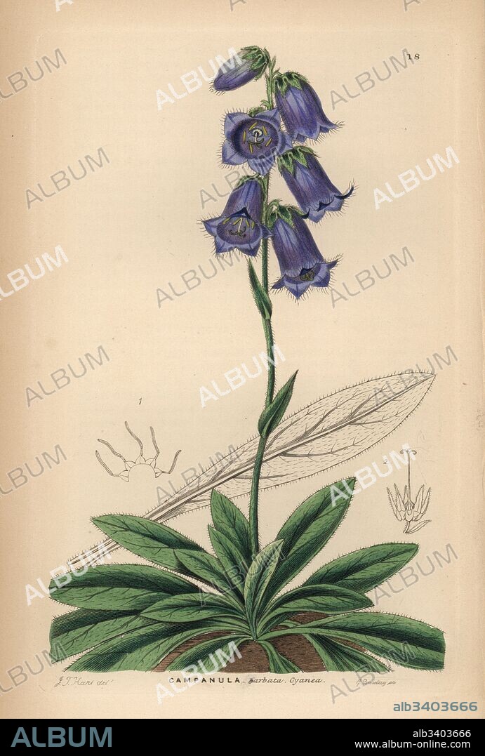 Dark blue bearded bellflower, Campanula barbata cyanea. Handcoloured copperplate engraving by G. Barclay after J.T. Hart from John Lindley and Robert Sweet's Ornamental Flower Garden and Shrubbery, G. Willis, London, 1854.