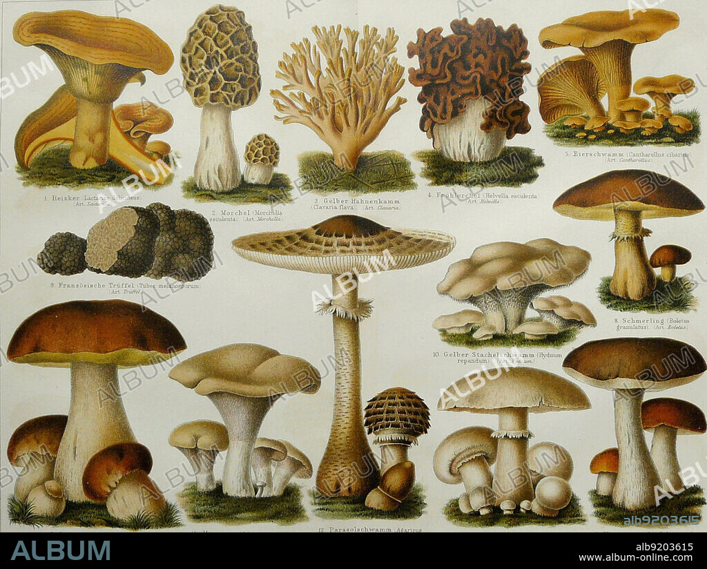 1896 chromolithograph depicting a variety of mushrooms; Lactarius deliciousus - Saffron milk cap, Red pine mushroom. Morchella esculenta (common morel, morel, yellow morel, true morel, morel mushroom, sponge morel), Clavaria flava, Helvella esculenta, Cantharellus cibarius (chanterelle, golden chanterelle or girolle), Boletus scaber, Boletus edulis, Boletus granulatus, Tuber melanosporum (black truffle or black Périgord truffle), Hydnum repandum (Wood Hedgehog or Hedgehog mushroom), Agaricus prunulus, Agaricus procerus, Agaricus campestris, and Boletus scaber.