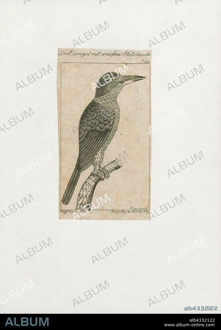 Alcedo euryzona, Print, The blue-banded kingfisher (Alcedo euryzona), is a species of kingfisher in the subfamily Alcedininae. Its natural habitats are subtropical or tropical moist lowland forest, subtropical or tropical mangrove forest, and rivers., 1772-1829.