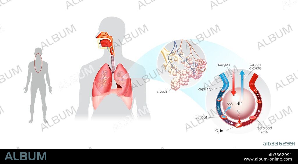 Pulmonary ventilation. Gas exchange.