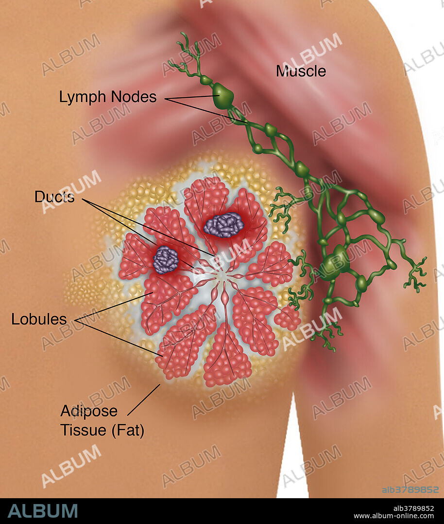 Breast Anatomy - Breast Cancer