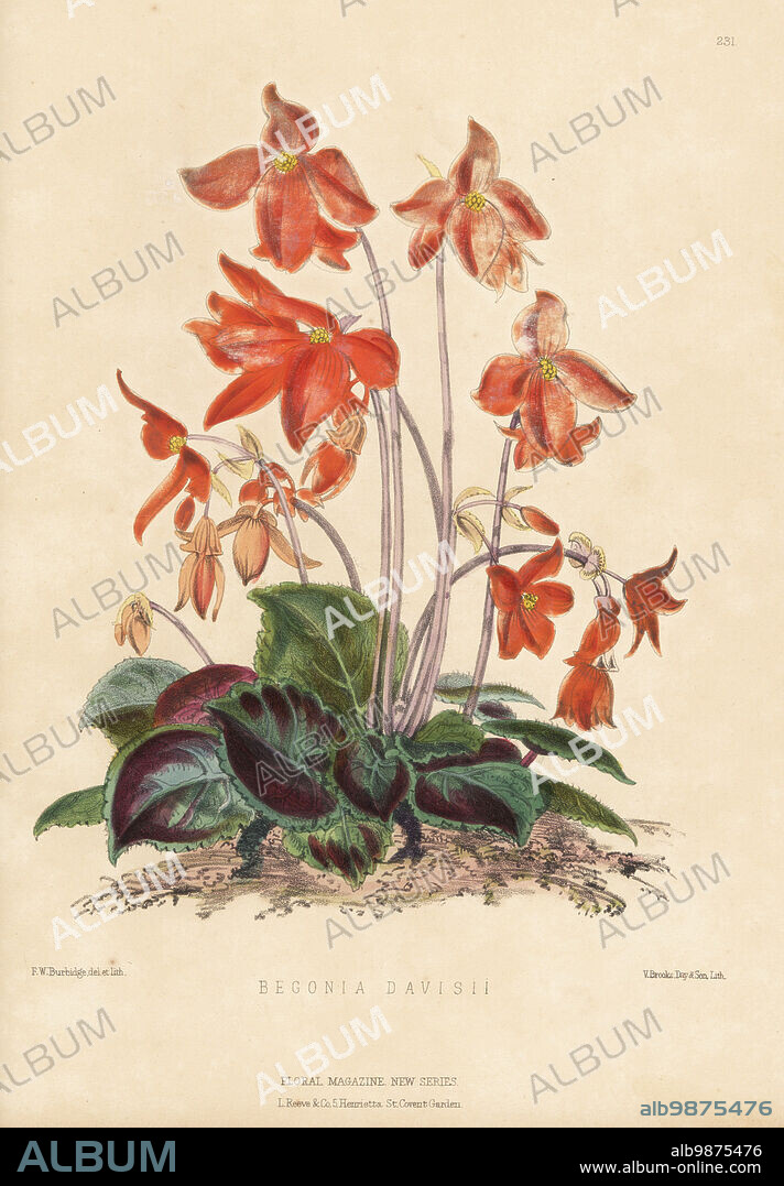 Davis's begonia, Begonia davisii. Discovered by plant hunter Walter Davis near Arequipa in Peru, sold by James Veitch and Sons, King's Road, Chelsea. Handcolored botanical illustration drawn and lithographed by Frederick William Burbidge from Henry Honywood Dombrain's Floral Magazine, New Series, Volume 5, L. Reeve, London, 1876. Lithograph printed by Vincent Brooks, Day & Son.
