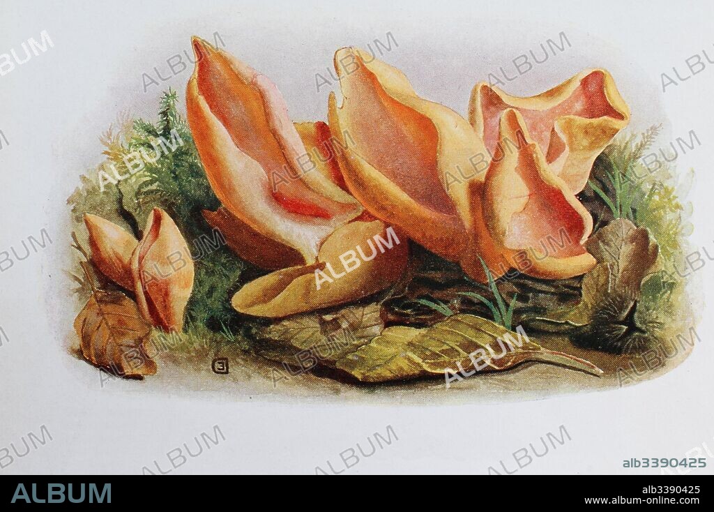 Otidea leporina is a species of fungus in the family Pyronemataceae, Peziza leporia, digital reproduction of an ilustration of Emil Doerstling (1859-1940).