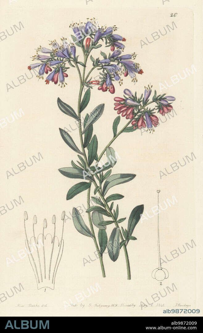 Moltkia petraea, evergreen shrub found in Dalmatia by General Ludwig Baron von Welden. Rock bugloss, Echium petraeum. Handcoloured copperplate engraving by George Barclay after a botanical illustration by Sarah Drake from Edwards Botanical Register, continued by John Lindley, published by James Ridgway, London, 1843.