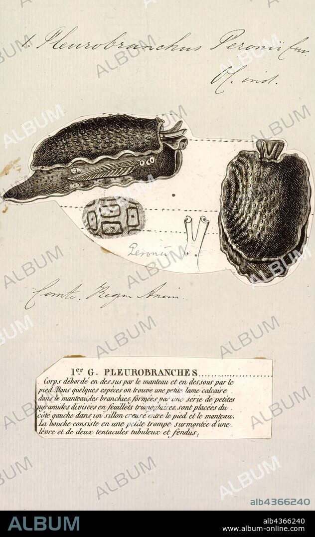 Pleurobranchus peronii, Print, A grand pleurobranch (Pleurobranchus grandis) off Dahab, Egypt.. Pleurobranchus is a genus of sea slugs, specifically side-gill slugs, marine gastropod mollusc in the family Pleurobranchidae.