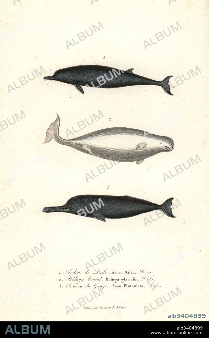 Sowerby's beaked whale, Mesoplodon bidens, beluga whale, Delphinapterus leucas, and South Asian river dolphin, Platanista gangetica (endangered). Handcoloured copperplate engraving from Rene Primevere Lesson's Complements de Buffon, Pourrat Freres, Paris, 1838.
