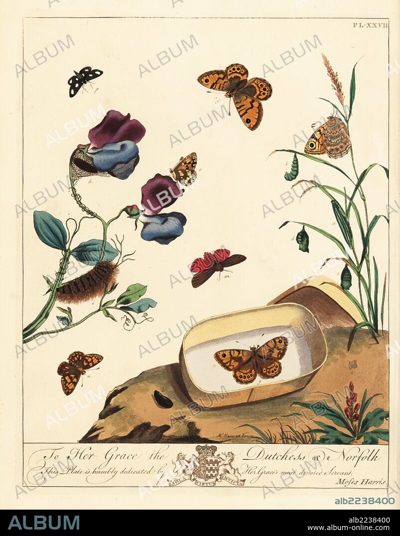 Ruby tiger moth, Phragmatobia fuliginosa, wall butterfly, Lasiommata megera, white spot, Hadena albimacula, and Duke of Burgundy butterfly, Hamearis lucina, on sweet pea, Lathyrus odoratus, and grass. Handcoloured lithograph after an illustration by Moses Harris from "The Aurelian; a Natural History of English Moths and Butterflies," new edition edited by J. O. Westwood, published by Henry Bohn, London, 1840.