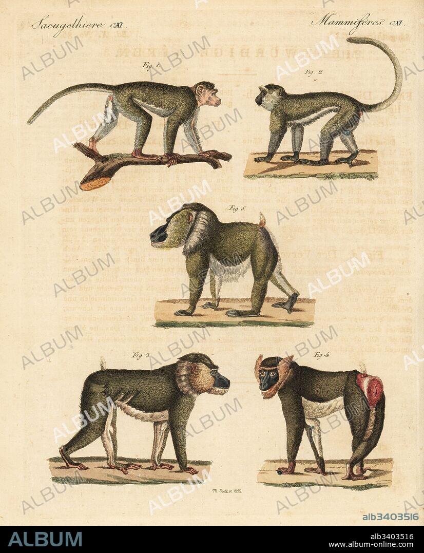 Bonnet macaque, Macaca radiata 1, vervet monkey, Chlorocebus pygerythrus 2,  and mandrill, Mandrillus sphinx, male 3, female with swollen sex 4, and old  male 5. Handcoloure - Album alb3403516