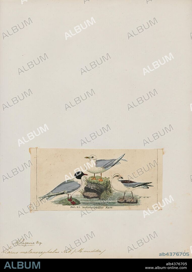 Larus melanocephalus, Print, The Mediterranean gull (Ichthyaetus melanocephalus) is a small gull. The scientific name is from Ancient Greek. The genus Ichthyaetus is from ikhthus, "fish.