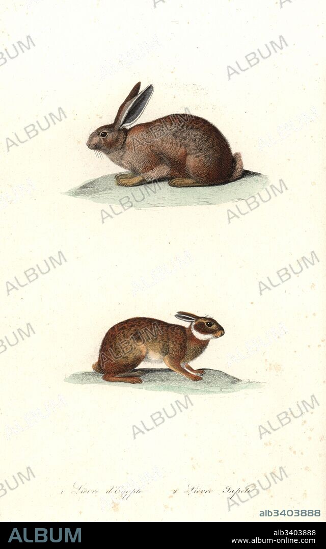 Cape hare, Lepus capensis, and tapeti or Brazilian hare, Sylvilagus brasiliensis. Handcoloured copperplate engraving from Rene Primevere Lesson's Complements de Buffon, Pourrat Freres, Paris, 1838.