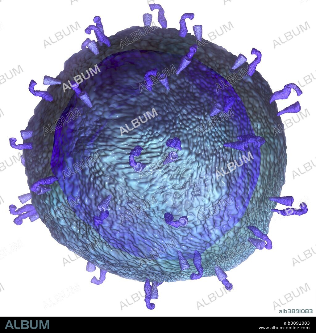 3D model of a T-cell, a key component of the immune system.