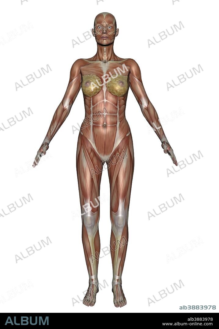 Image result for female muscle anatomy