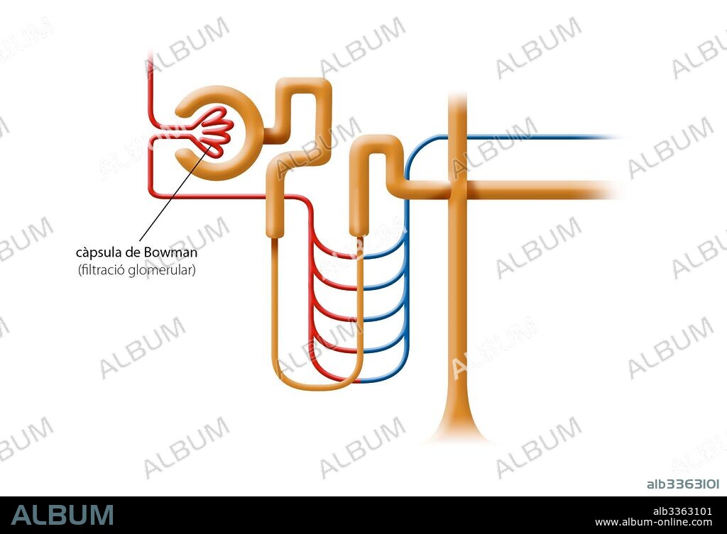 Formation of urine-1.