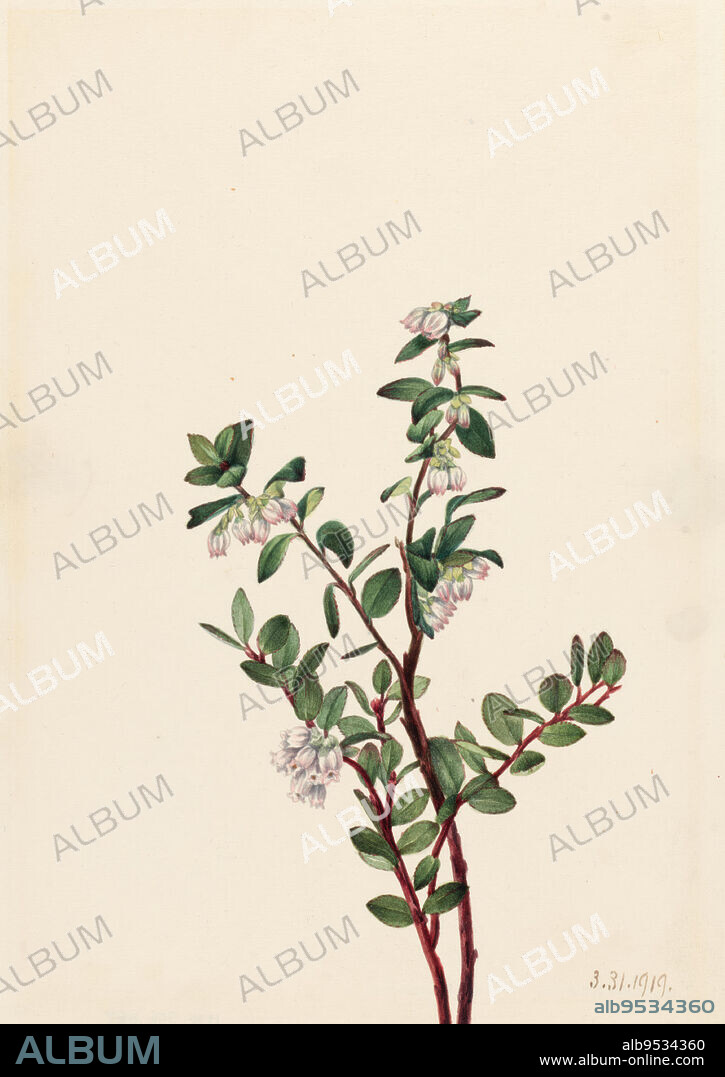 MARY VAUX WALCOTT. Box Huckleberry (Gaylussacia brachycera). Date: 1919. Watercolor on paper.