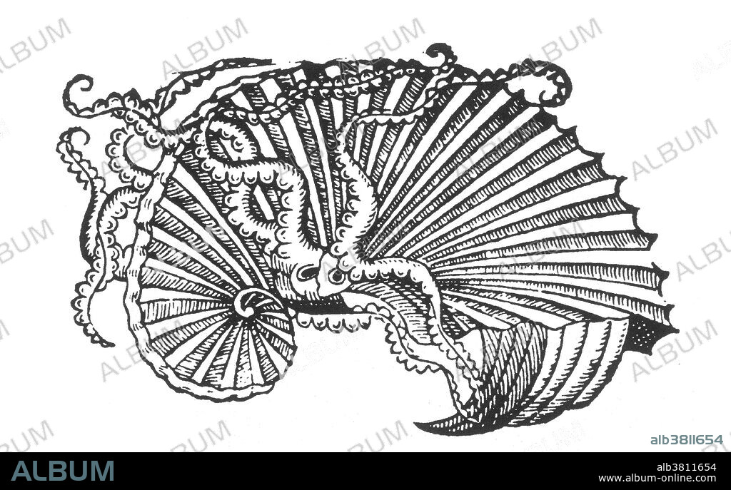 Nautilus, 16th Century - Album alb3811654