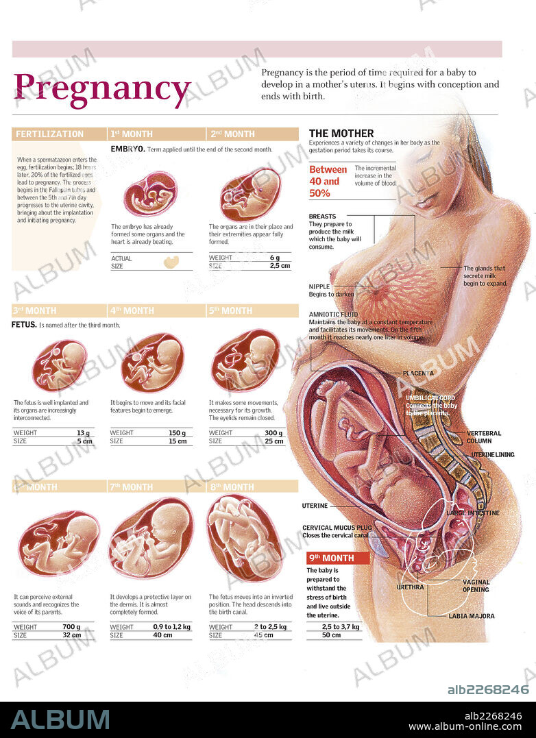 PREGNANCY. Infographics on human pregnancy month by month, development of the embryo and fetus and physical changes in the mother-to-be.