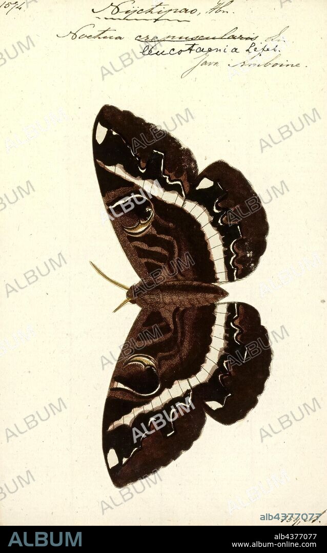 Nyctipao, Print, Erebus is a genus of moths in the family Erebidae.