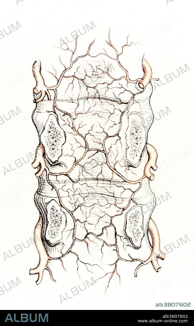 Illustration showing arteries supplying spinal cord, being branches of the arteries which enter the spinal canal at various points. In this illustration, the arches have been removed from three lumbar vertebrae, the bodies are seen from behind, and the small arteries ramifying on them are displayed. Color lithograph, c. 1844, by Joseph Maclise.