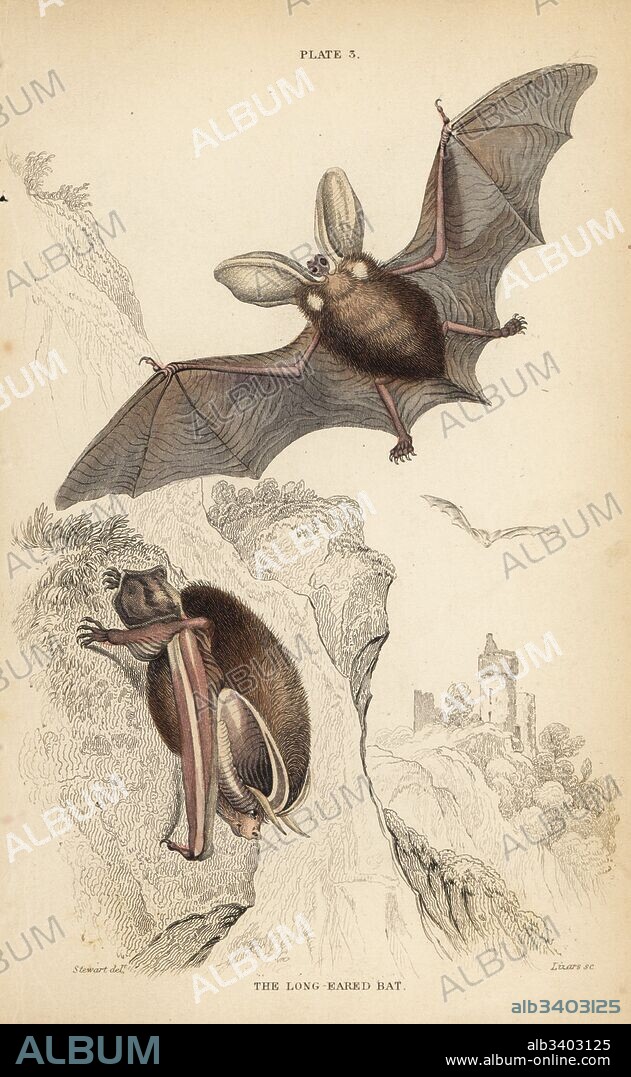 Long-eared bat, Plecotus auritus (vulnerable). Handcoloured steel engraving by Lizars after an illustration by James Stewart from William Jardine's Naturalist's Library, Edinburgh, 1836.