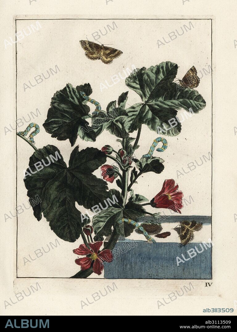 Mallow moth, Larentia clavaria, larva and pupa on mallow, Malva sylvestris. Handcoloured copperplate engraving drawn and etched by Jacob l'Admiral in Naauwkeurige Waarneemingen omtrent de veranderingen van veele Insekten (Accurate Descriptions of Insect Metamorphoses), J. Sluyter, Amsterdam, 1774. For this second edition, M. Houttuyn added another eight plates to the original 25.