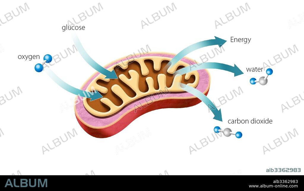 Mitochondrial functions.