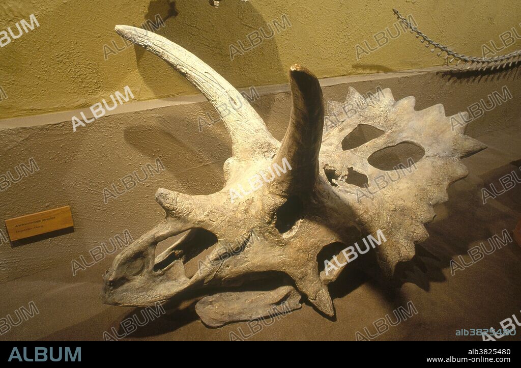 Skull of Anchiceratops ornatus from the Late Cretaceous Period, Alberta, Canada, on display at the Royal Tyrrell Museum.