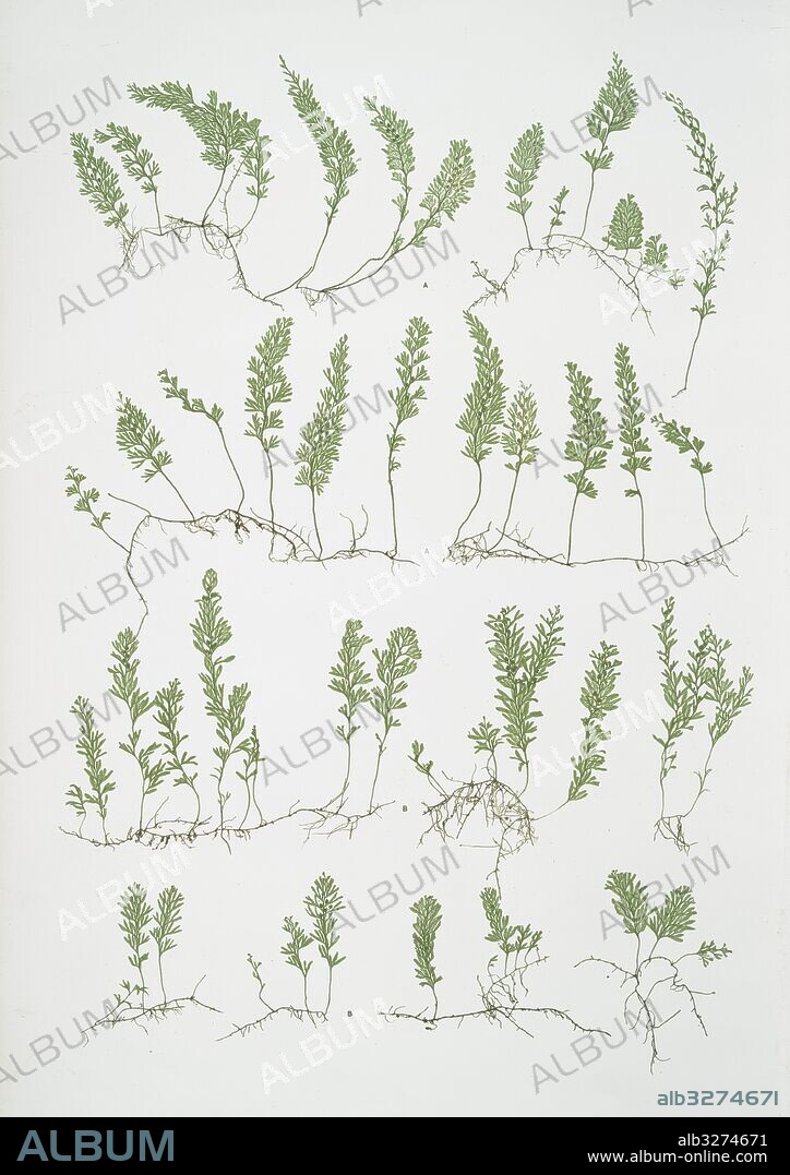 A. Hymenophyllum tunbridgense. B. H. unilaterale. The tunbridge film fern, Bradbury, Henry Riley (1821-1887), (Illustrator), ferns of Great Britain and Ireland.